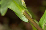 Green rockcress